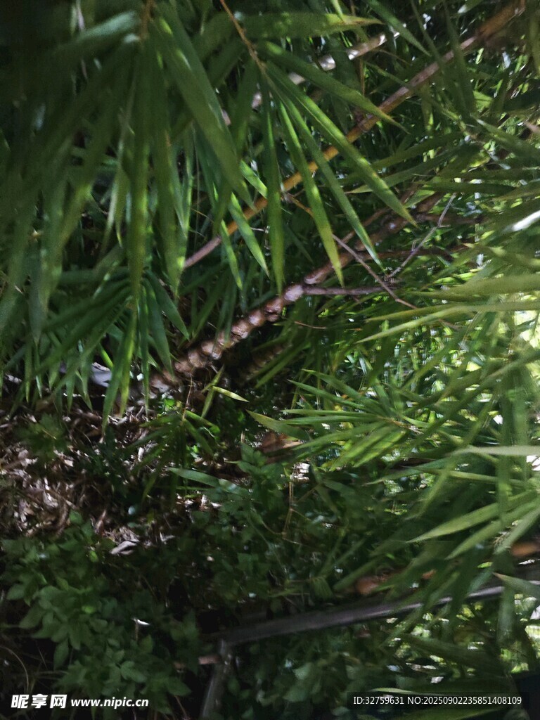 茂密绿植中的细长枝条