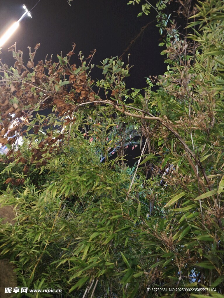 夜间繁茂绿植景象