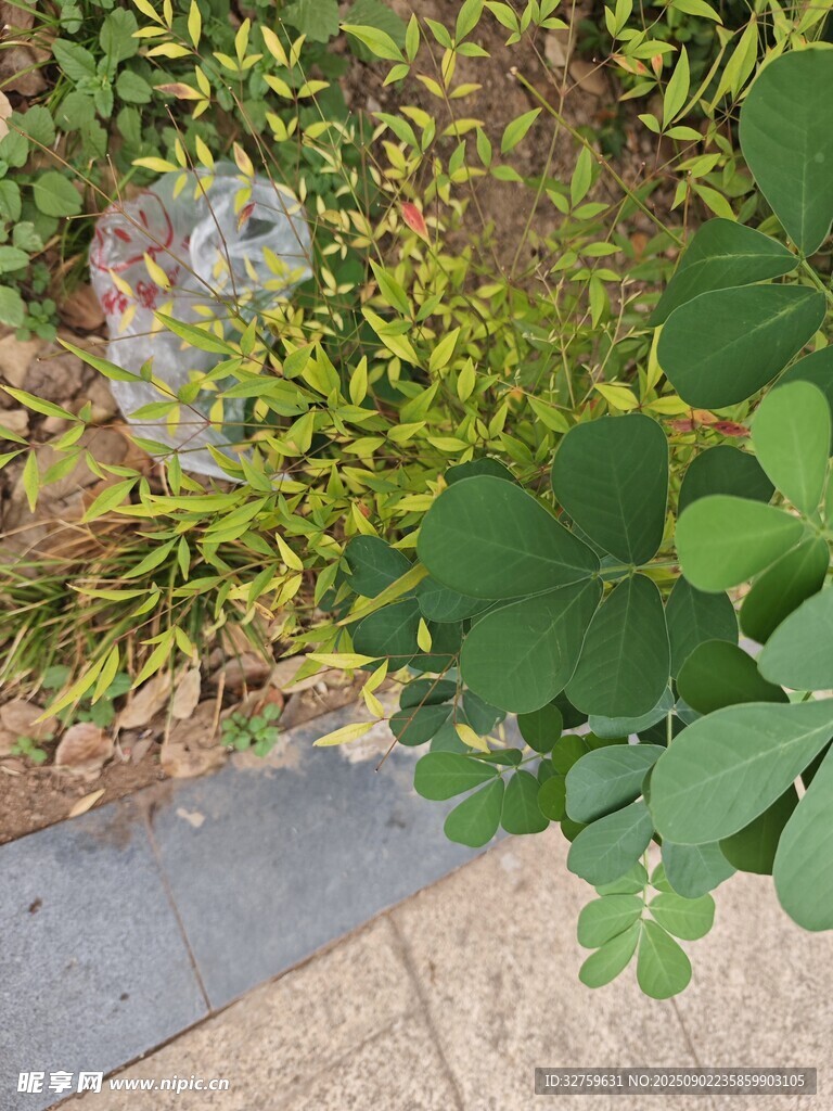 路边绿植景观