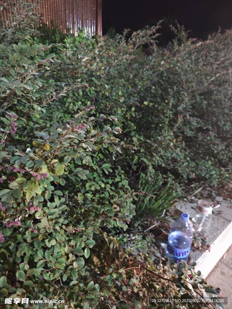 绿植丛中的蓝色物件