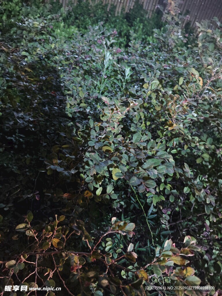 夜间繁茂的绿色植物景观