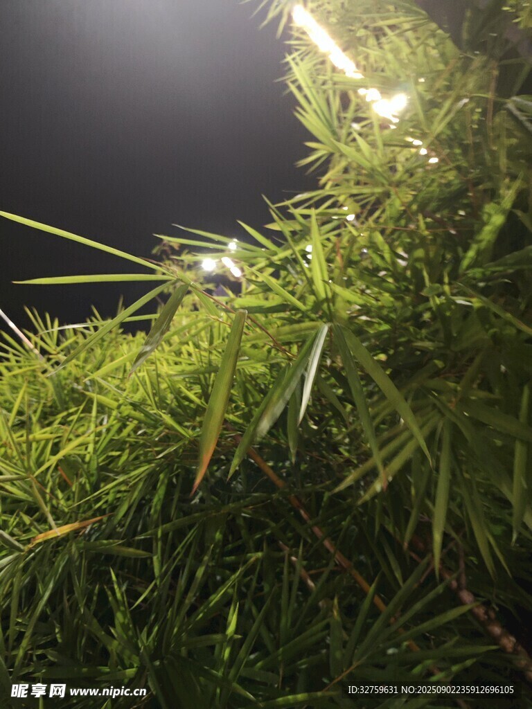 夜间草丛中的微光景象