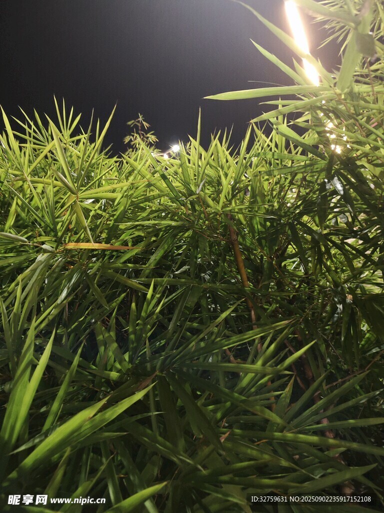 夜间翠绿植物特写