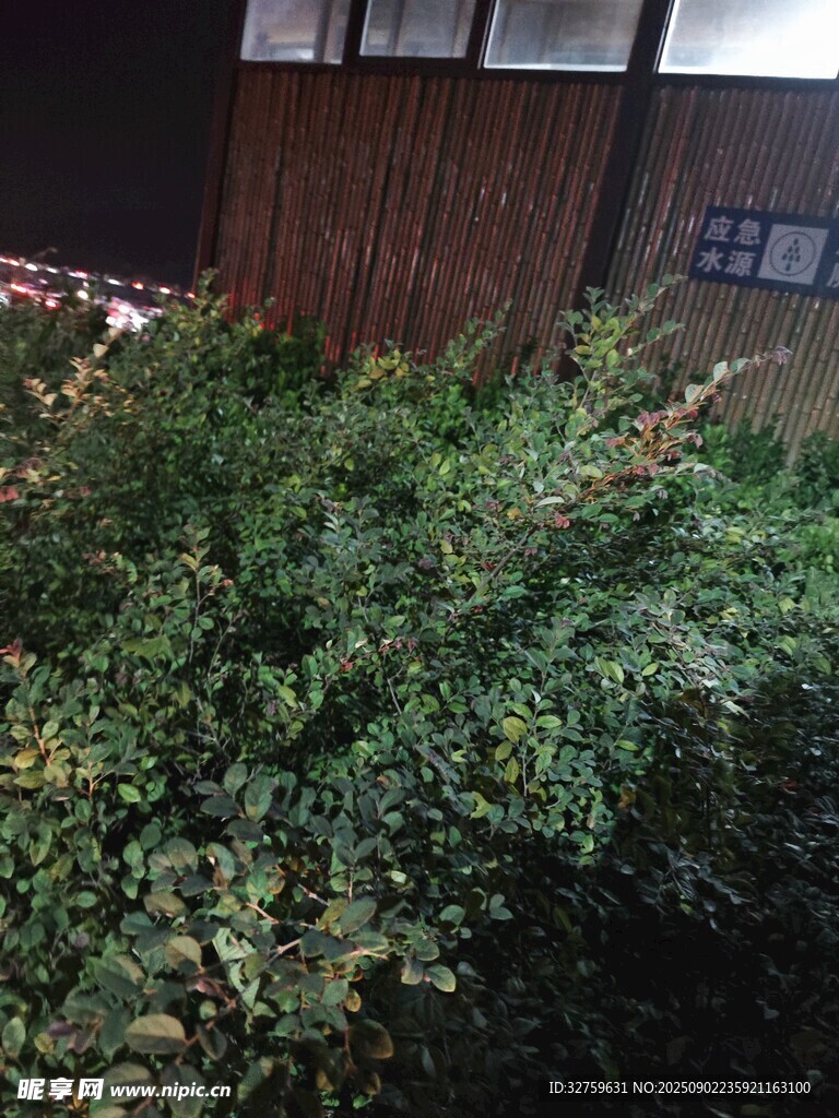 户外绿植景观