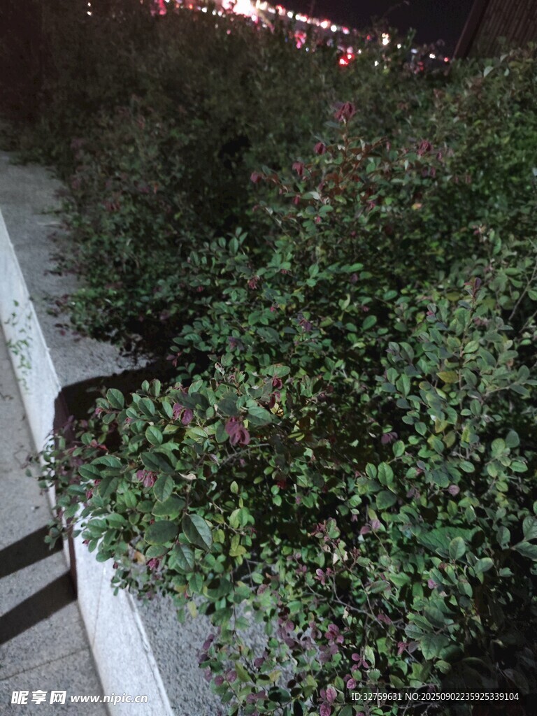 夜晚路边的绿植景观