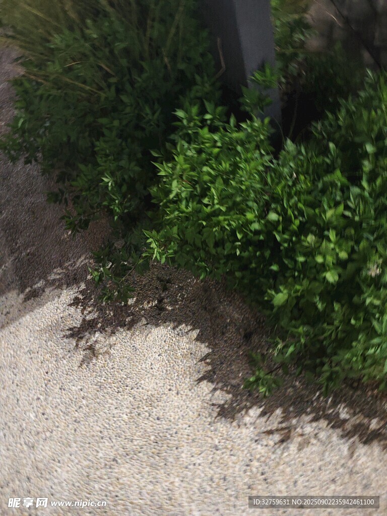 路边翠绿灌木丛