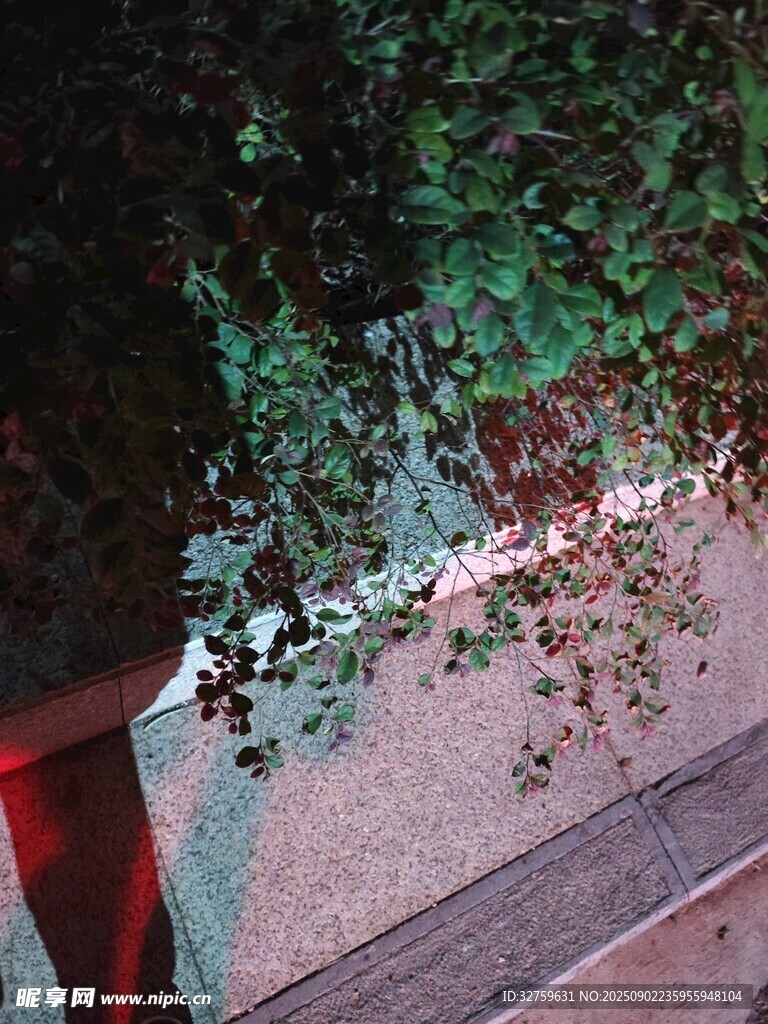 透过枝叶看下方的景象