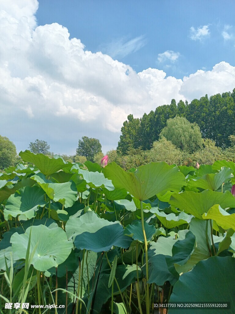 荷塘蓝天