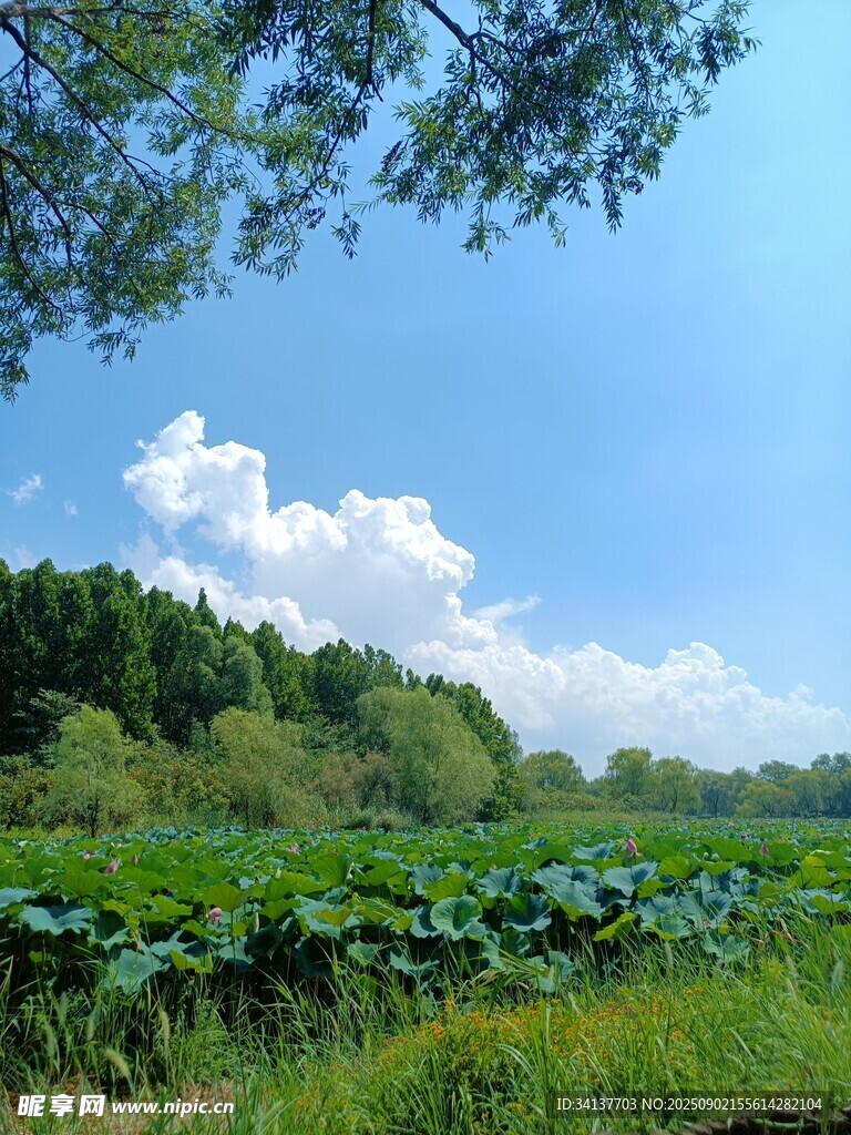 荷塘风景