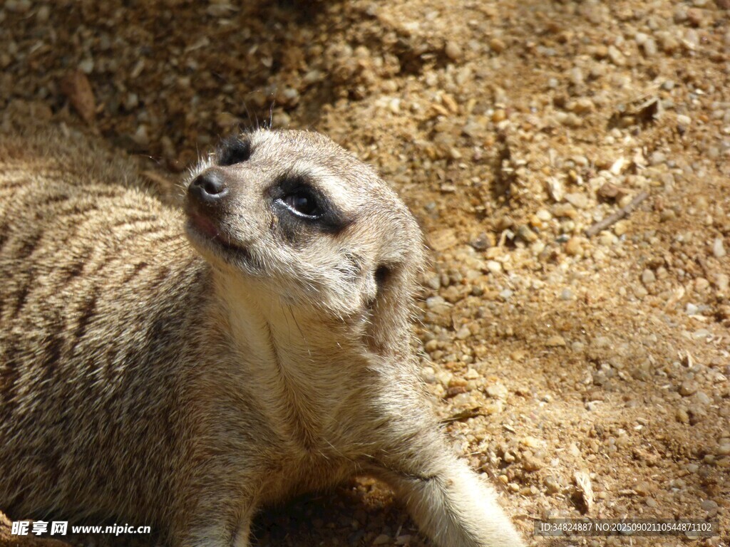 可爱狐獴抬头瞭望