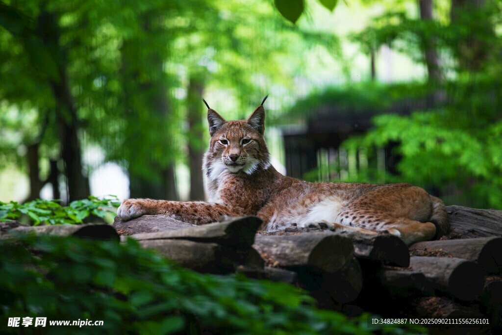 林间休憩的野生山猫