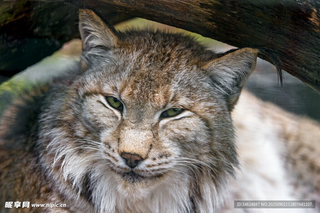 山猫特写