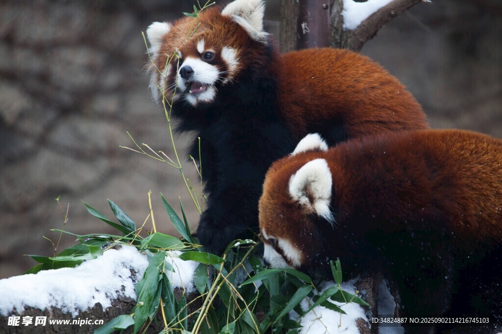 雪地中的小熊猫