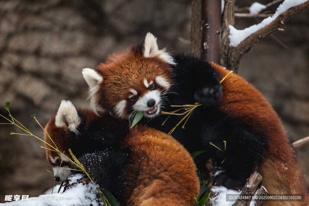 雪地中的小熊猫嬉戏