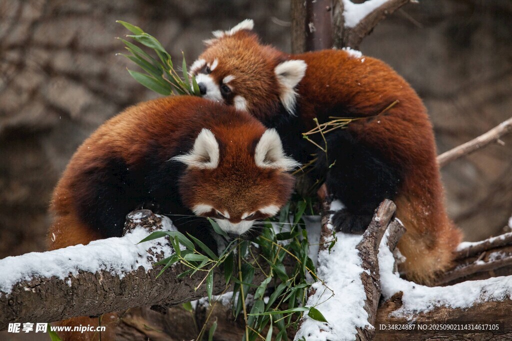 雪枝上亲昵的小熊猫