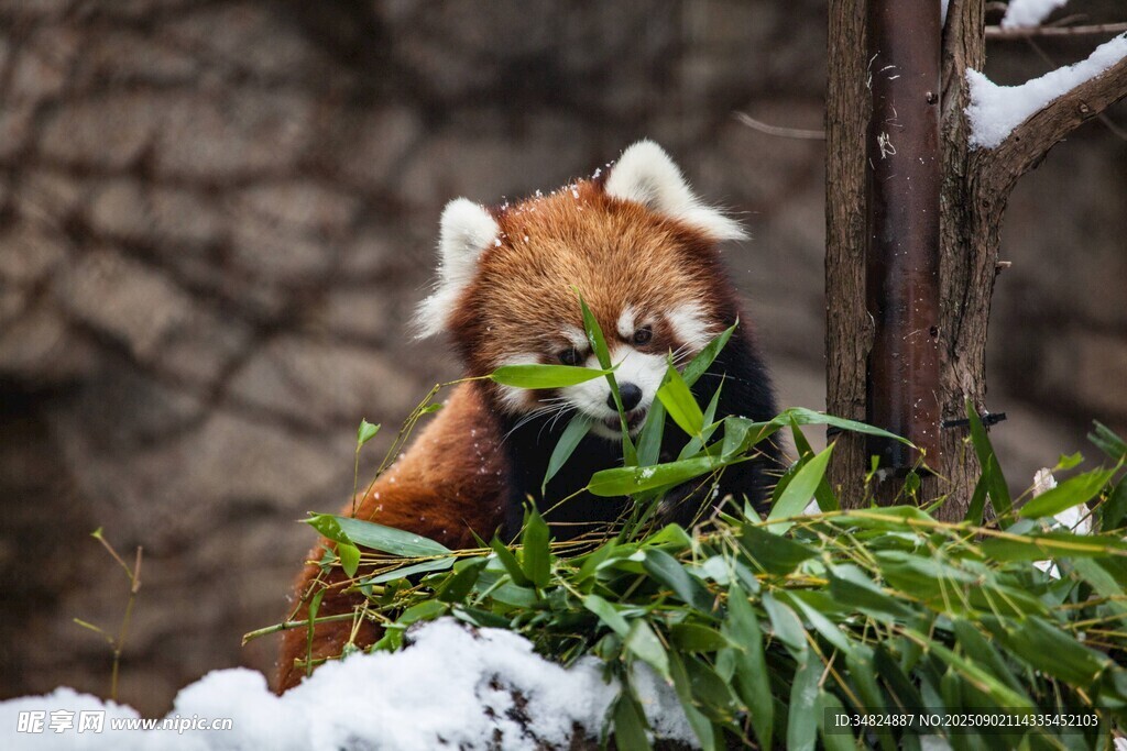 小熊猫雪地中享用鲜草