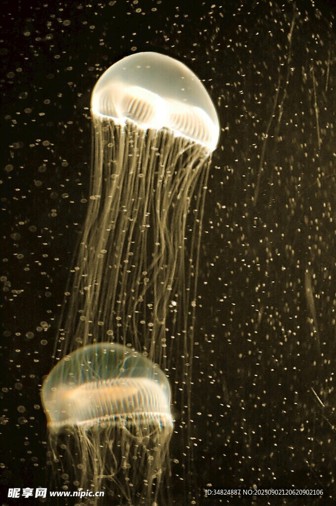 梦幻水母在水中飘逸游动