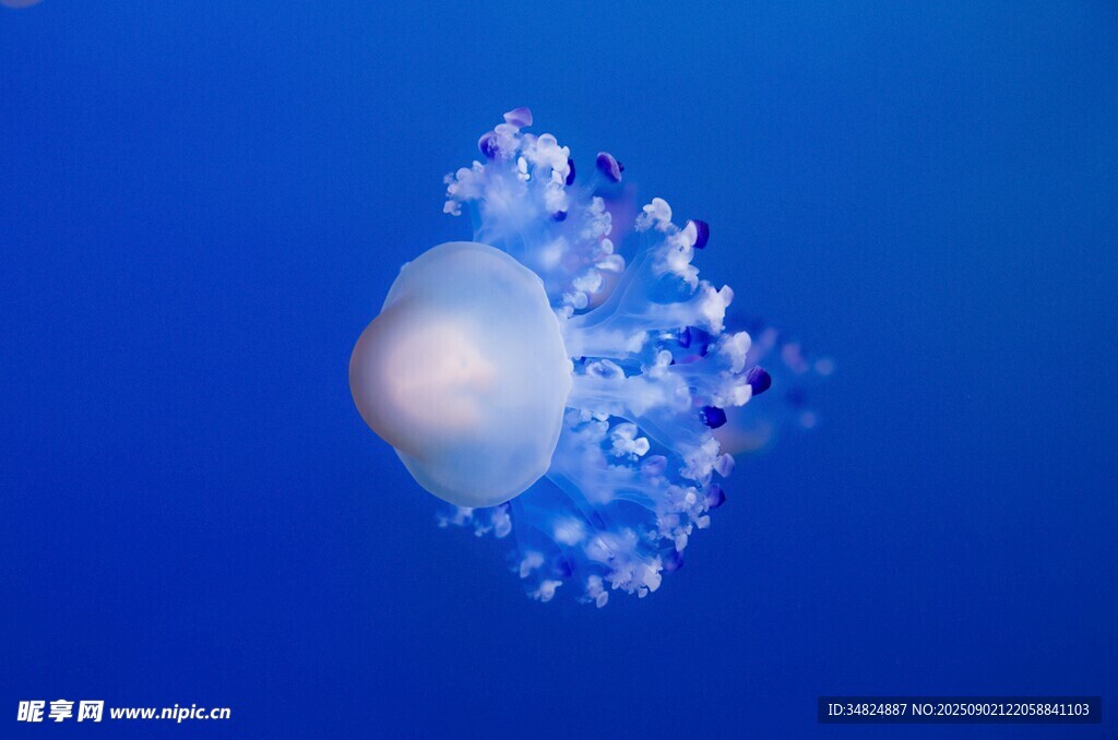 梦幻水母在蓝色海洋中