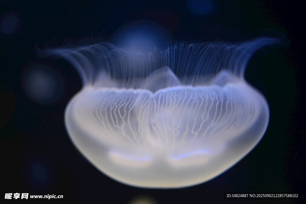 梦幻水母绽放水中之美