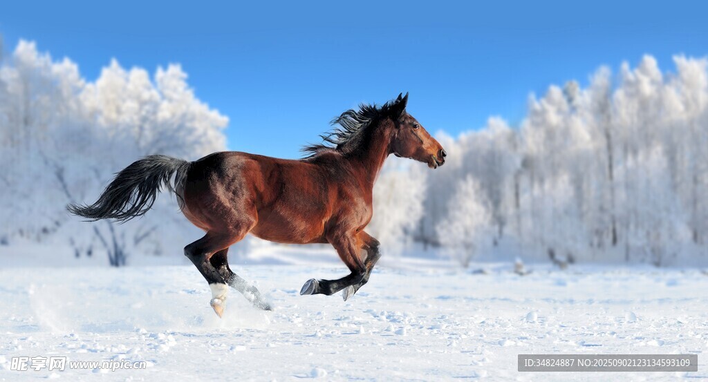 雪地奔腾骏马