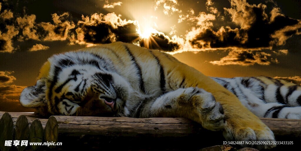 夕阳下休憩的威猛老虎