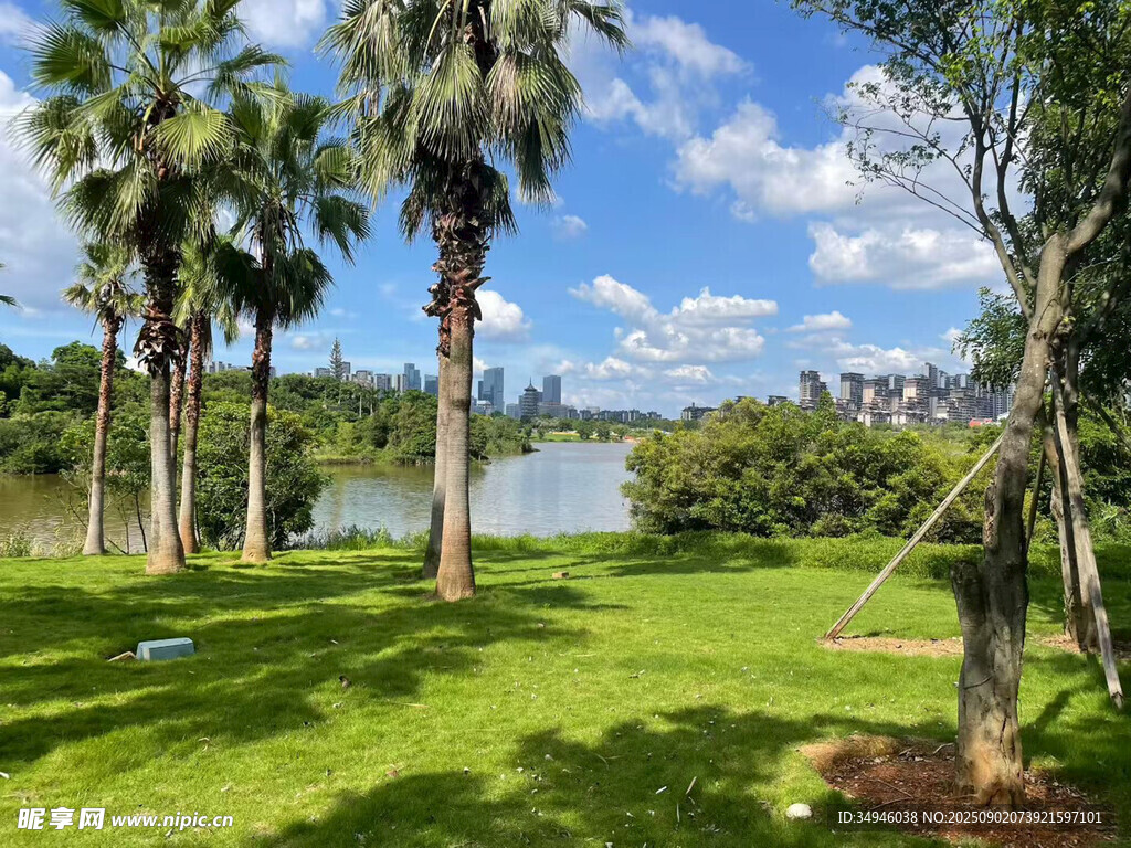 湖畔绿草地与棕榈树美景