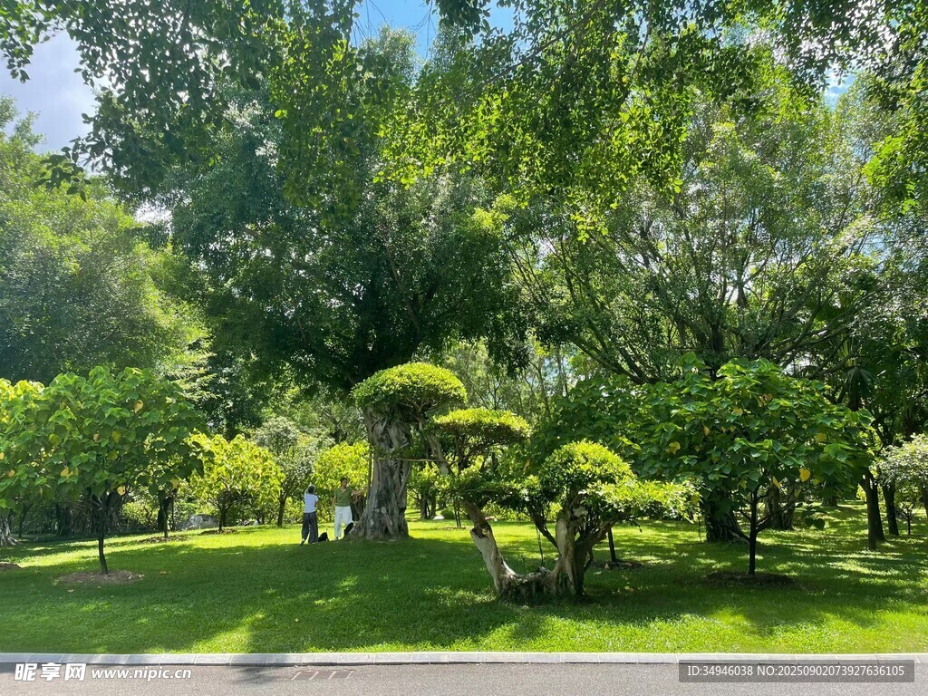 绿意盎然的园林景观