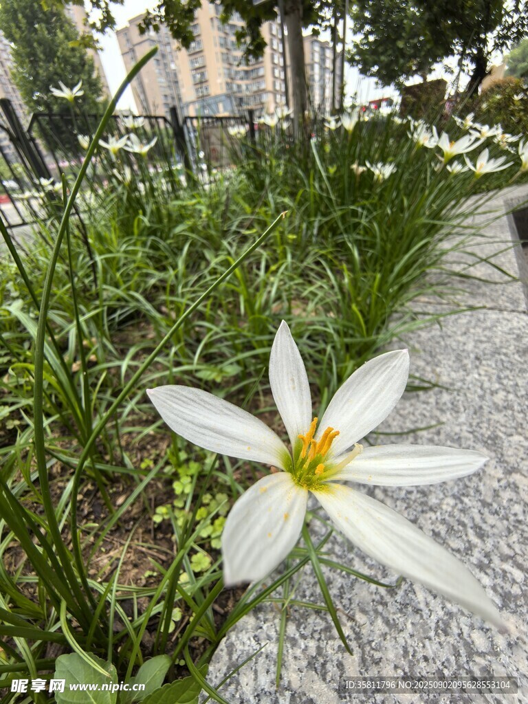 小径旁绽放白花