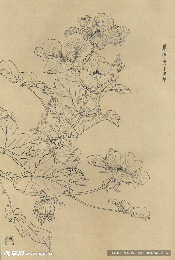草棉