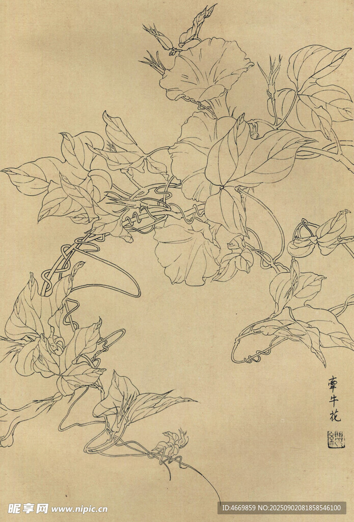 牵牛花