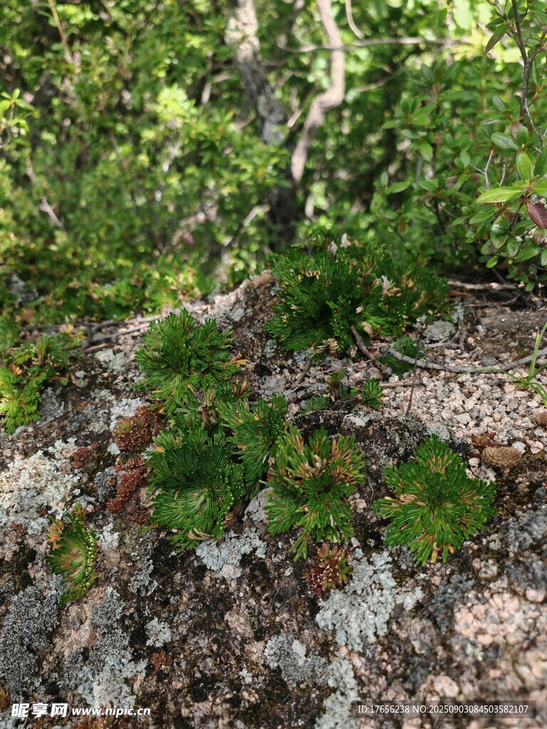 林间苔藓与绿植景观