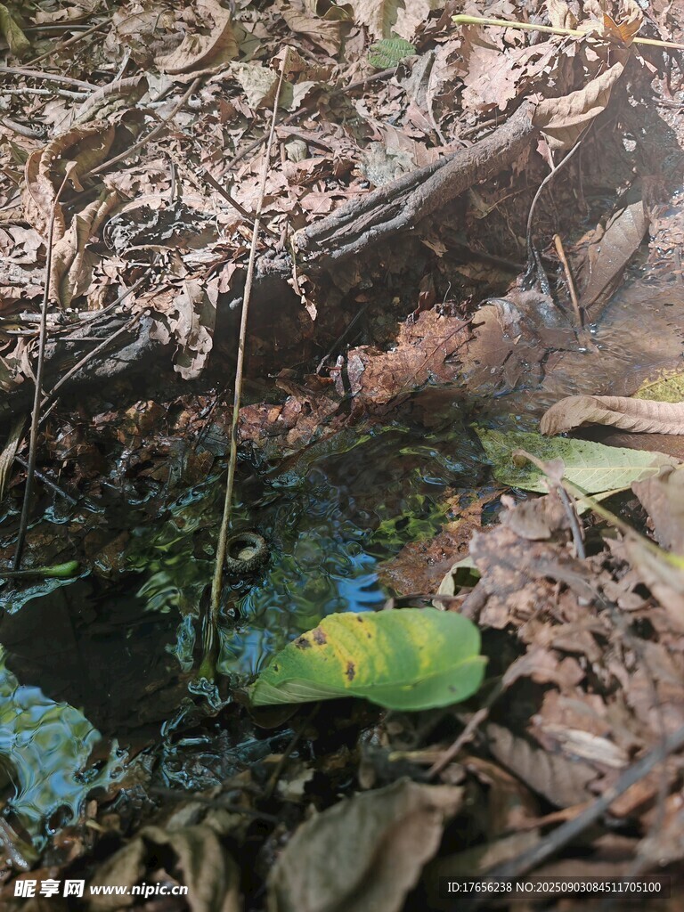 森林中色彩斑斓