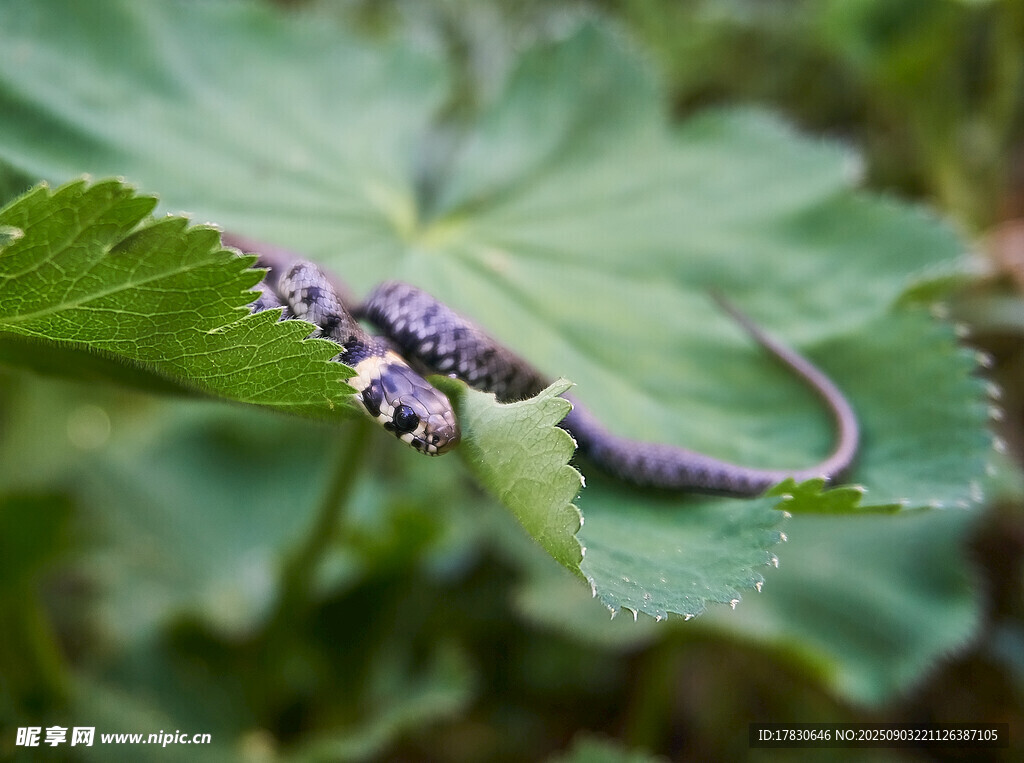 紫色蜥蜴栖息绿叶间