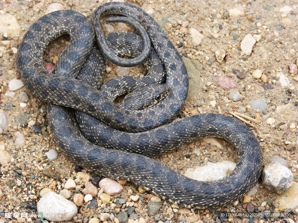 盘绕在地面的黑色蛇类