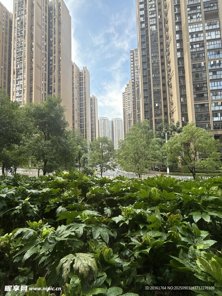 城市绿植与高楼景观
