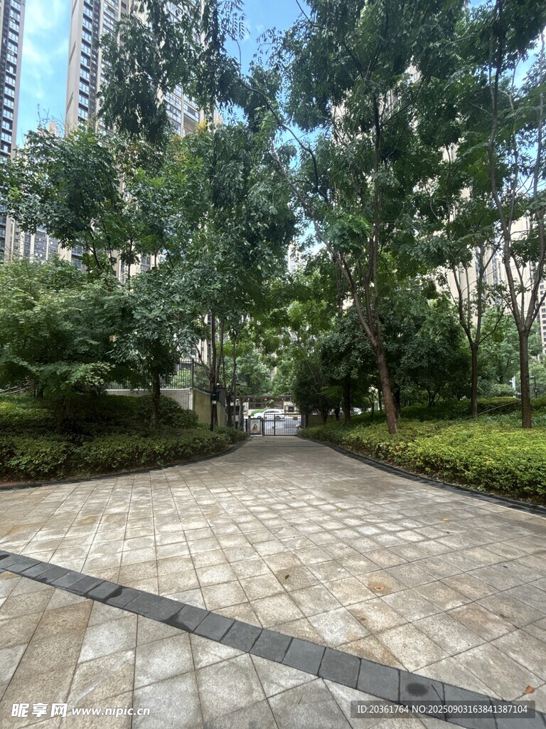 城市中的静谧林荫步道