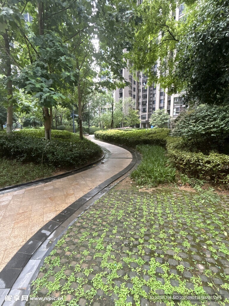 蜿蜒小径旁的绿意景观