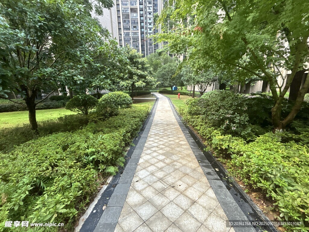 城市中的静谧林荫小道