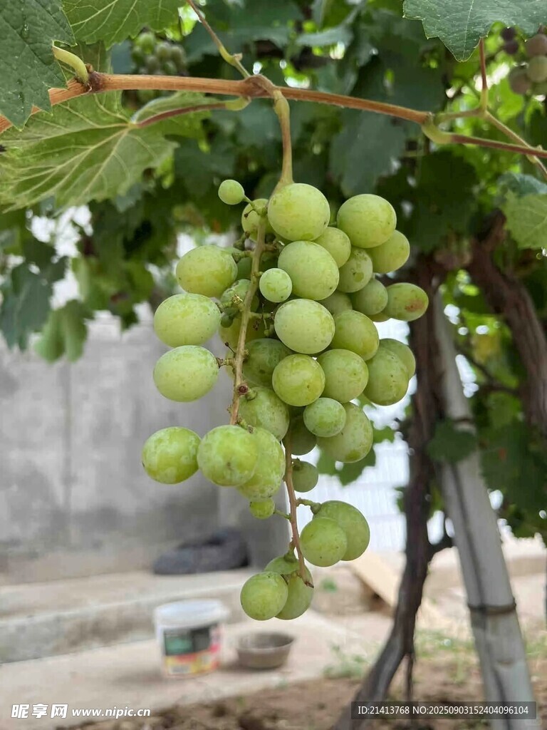 枝头青葡萄