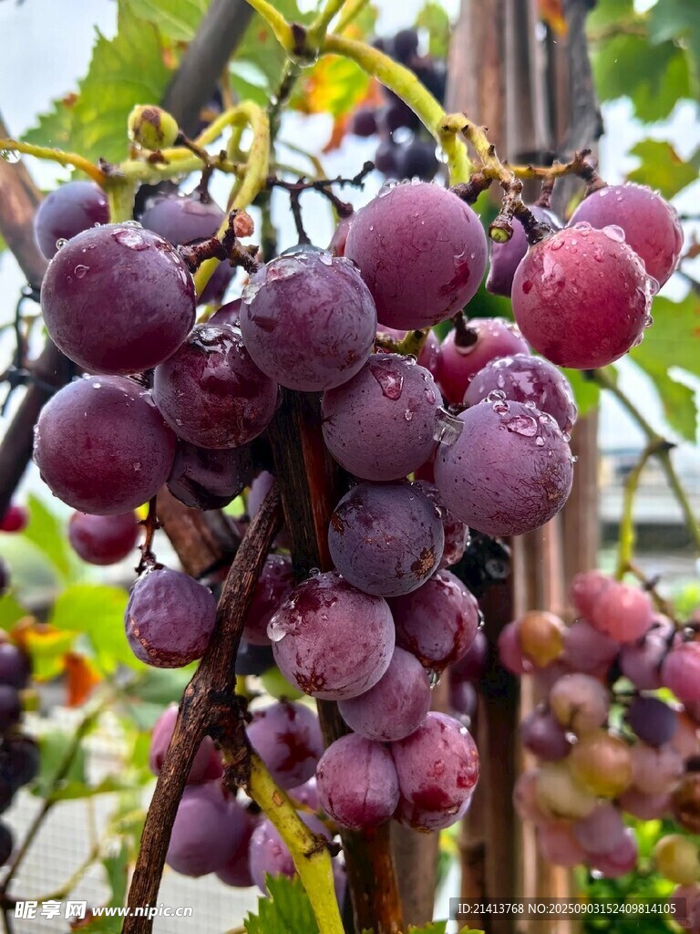 紫葡萄挂藤 饱满诱人