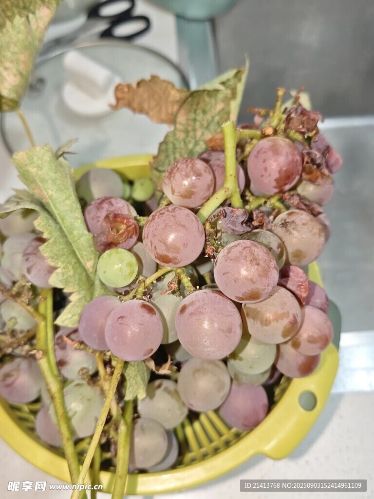 碗中新鲜带叶紫色葡萄