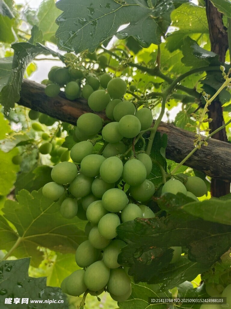 青葡萄挂于枝头