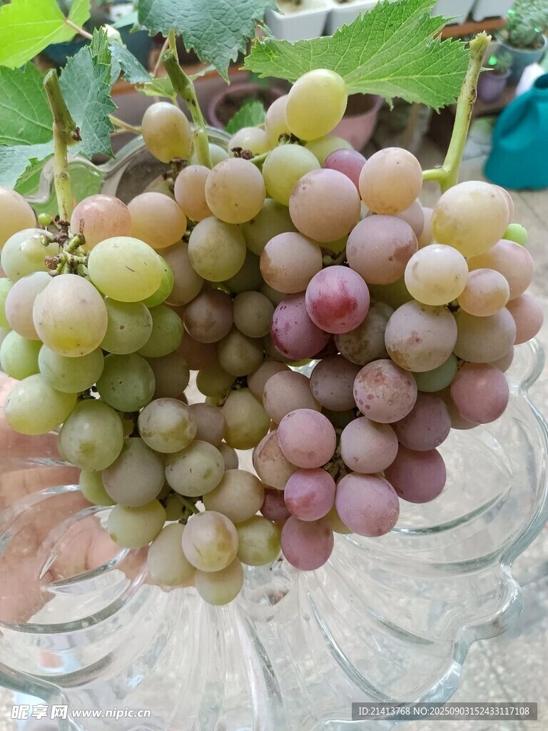 新鲜多彩葡萄一串