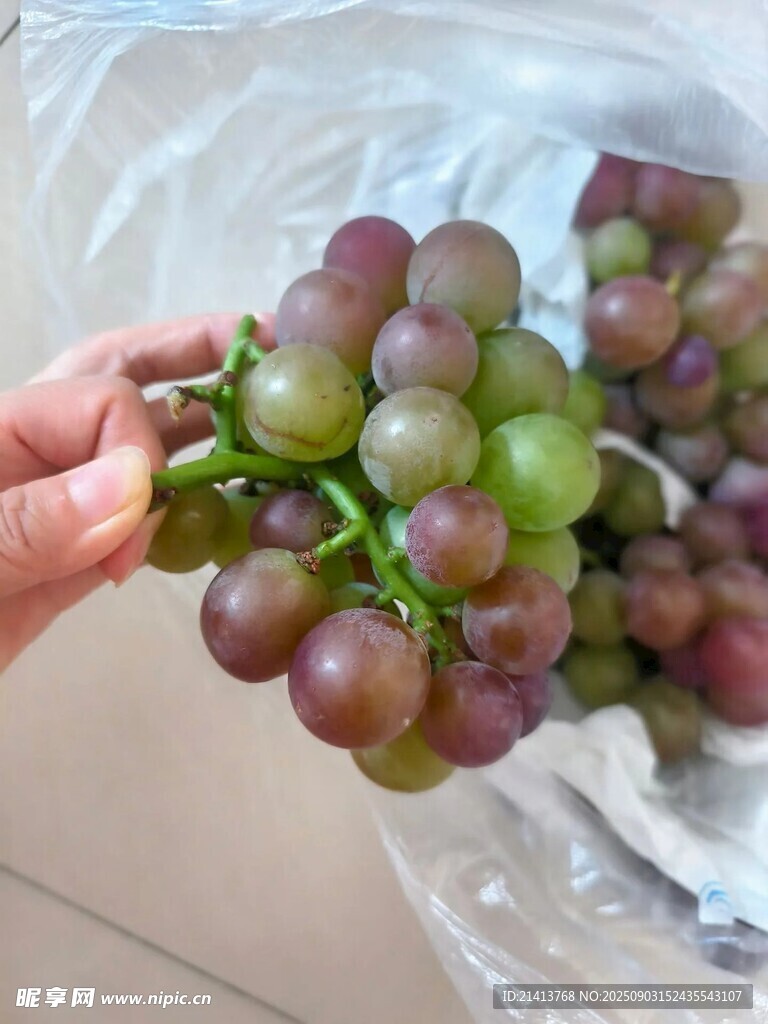 手捧紫绿相间新鲜葡萄