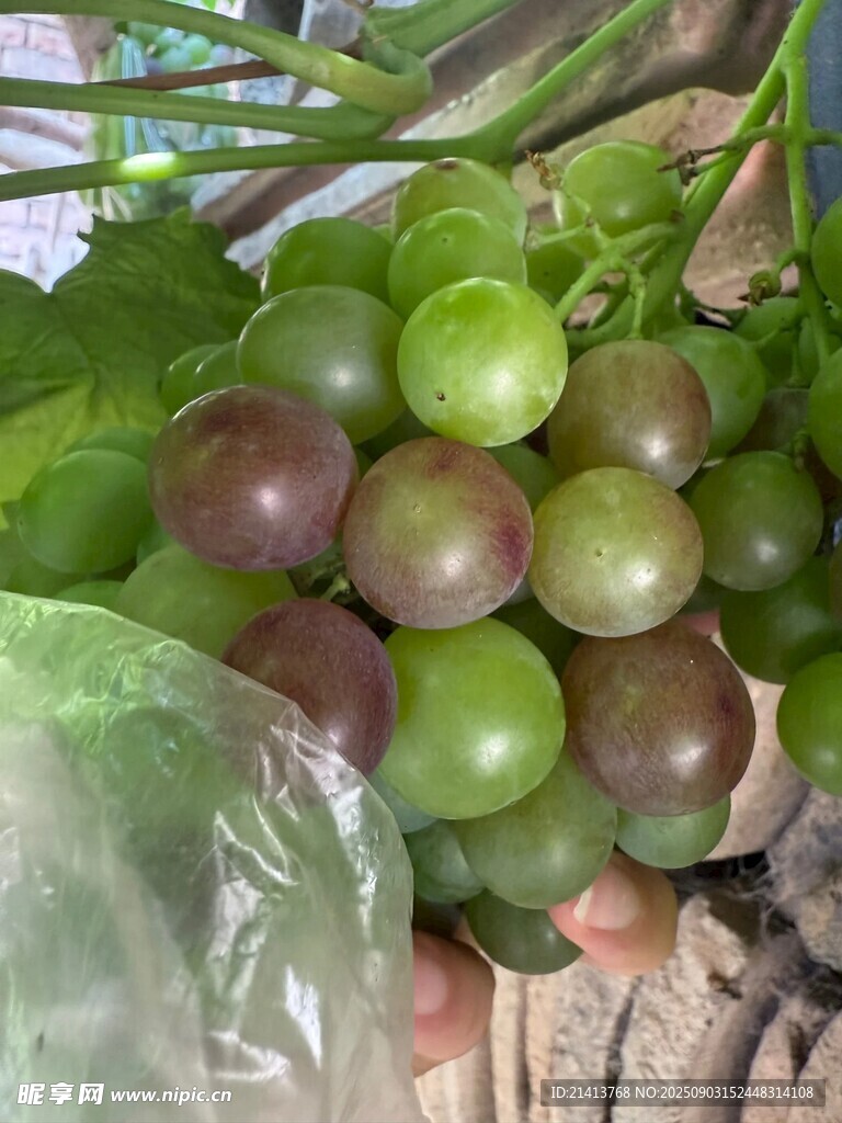 新鲜葡萄 色泽诱人
