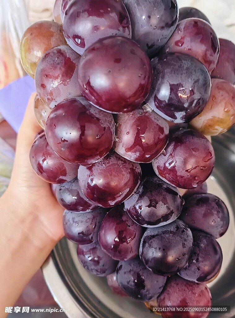 手捧紫黑色饱满新鲜李子