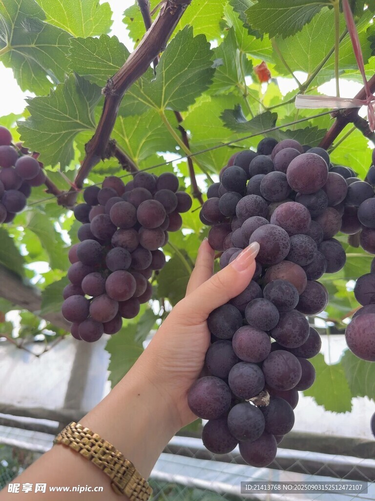 手摘紫葡萄