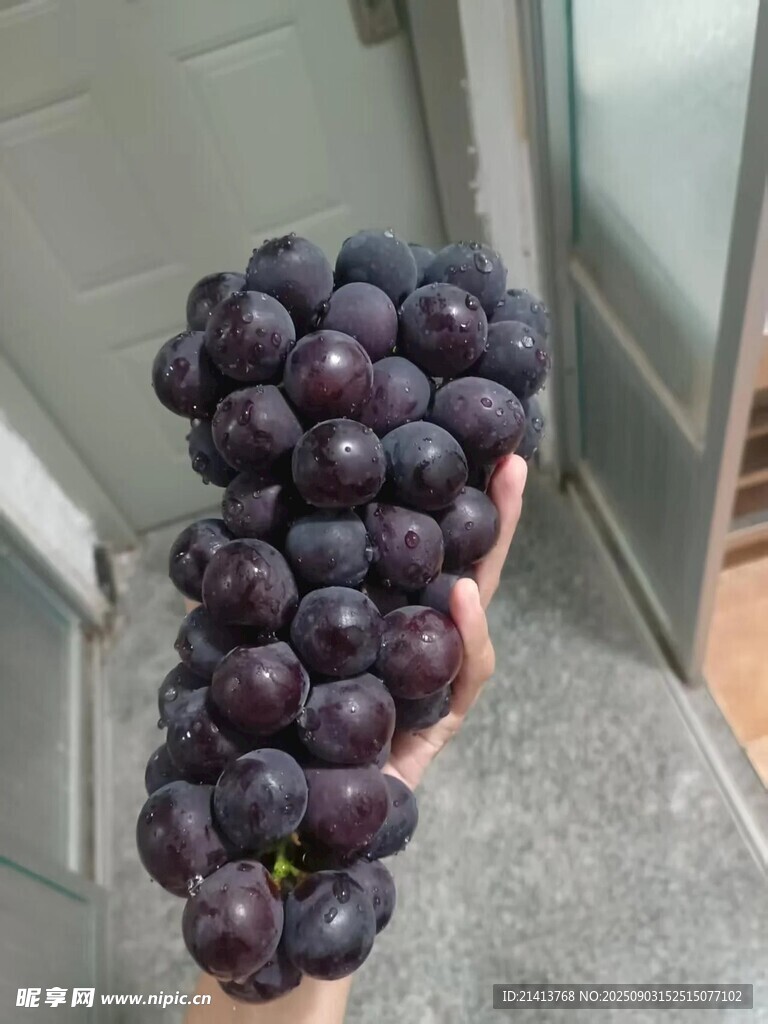 手捧紫葡萄果实饱满