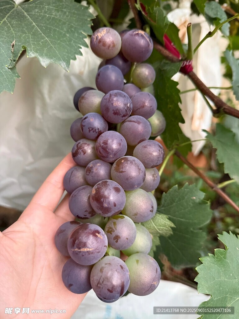 手捧紫葡萄鲜果