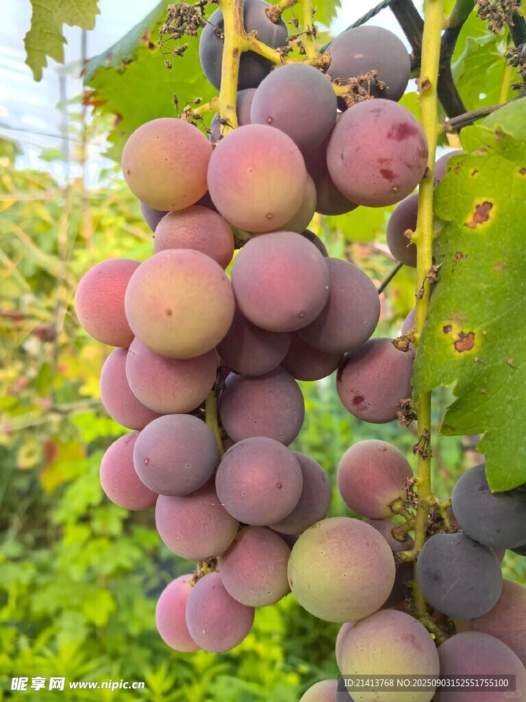 饱满紫李挂枝头
